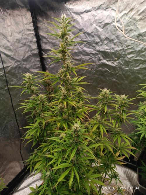Creamzilla auto. Week 8