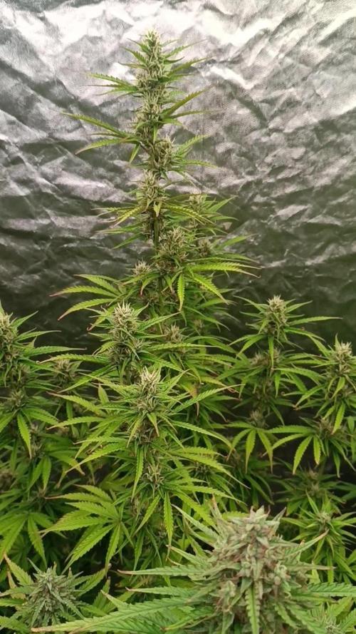 Creamzilla auto