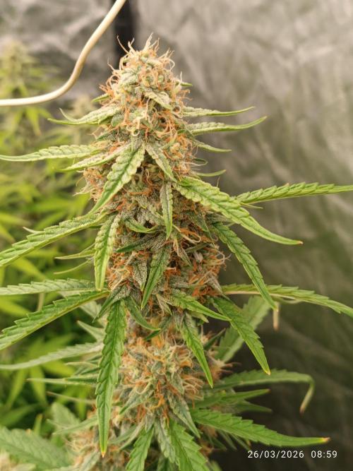 Grape Ape auto. Week 8