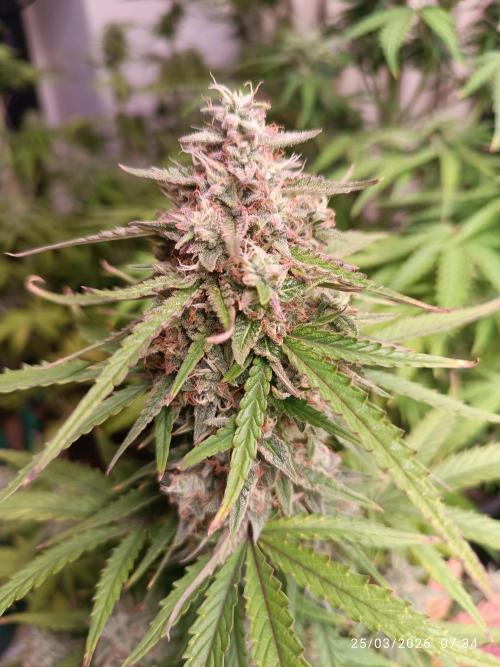 Grape Ape auto. Week 8