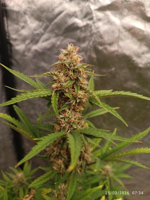 Grape Ape auto. Week 8