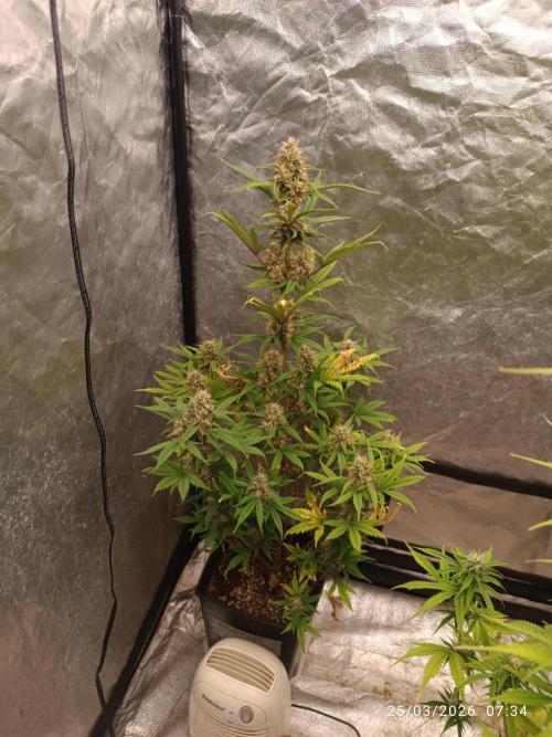 Grape Ape auto. Week 8