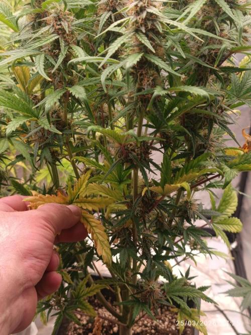 Grape Ape auto. Week 8