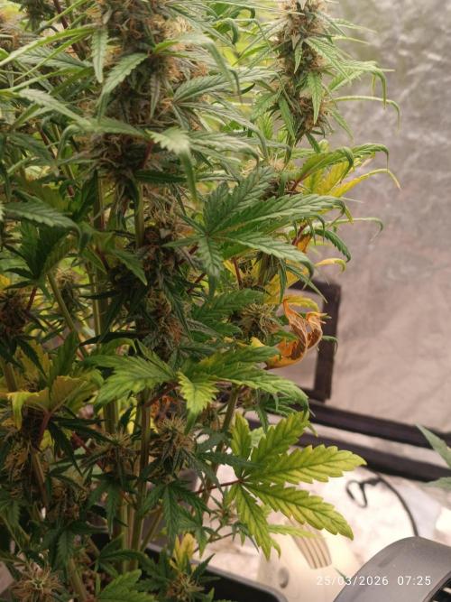 Grape Ape auto. Week 8