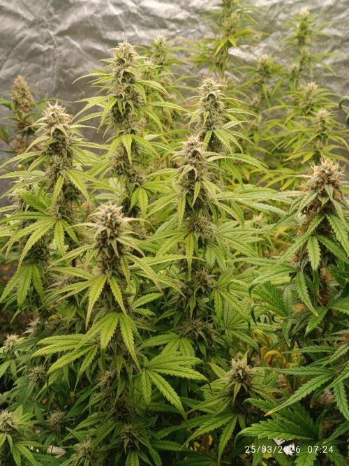 Grape Ape auto. Week 8