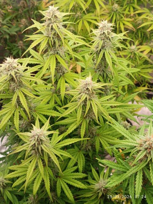Grape Ape auto. Week 8