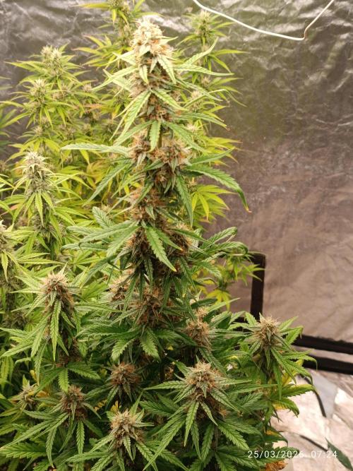 Grape Ape auto. Week 8
