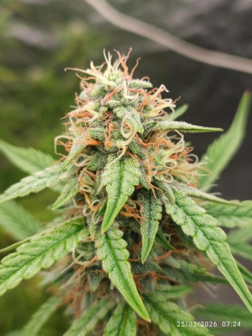 Grape Ape auto. Week 8