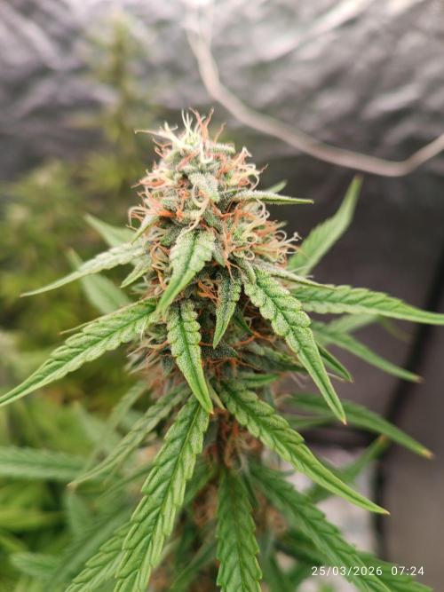 Grape Ape auto. Week 8