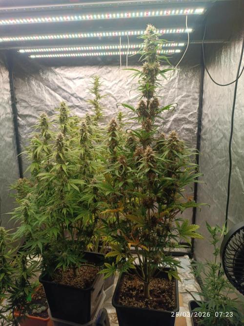 Grape Ape auto. Week 8