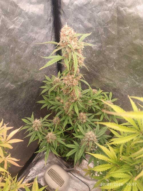 Grape Ape auto. Week 9