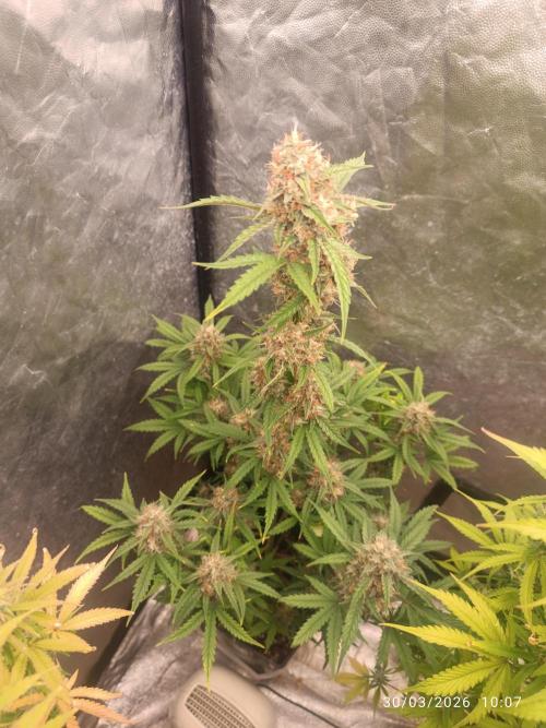 Grape Ape auto. Week 9