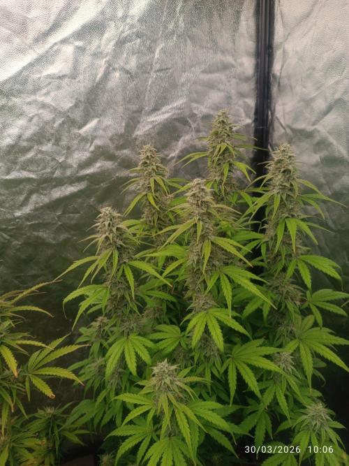 Grape Ape auto. Week 9