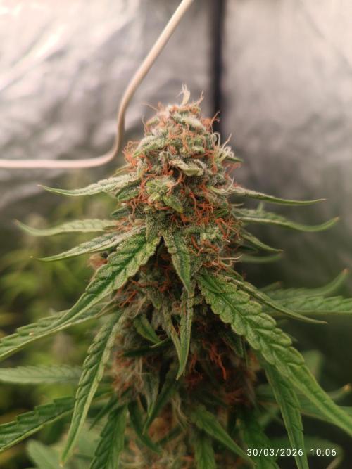 Grape Ape auto. Week 9