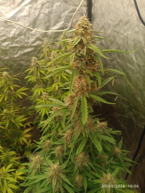 Grape Ape auto. Week 9