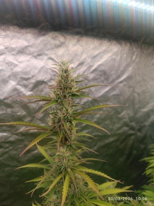 Creamzilla auto. Week 9