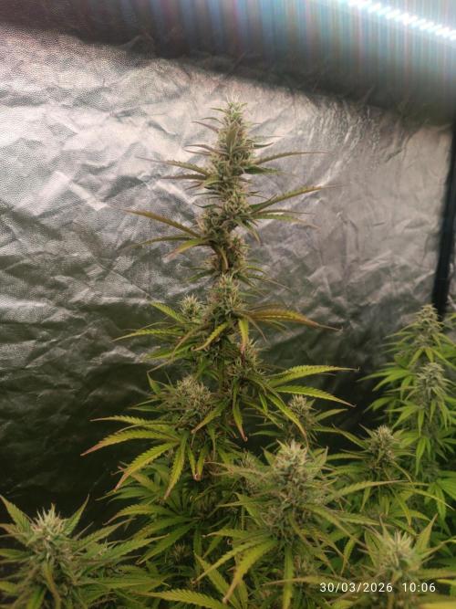 Creamzilla auto. Week 9