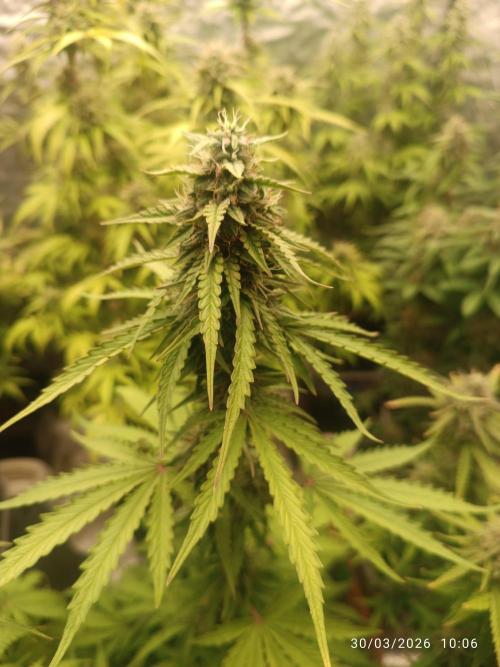 incredibile Hulk. Week 9