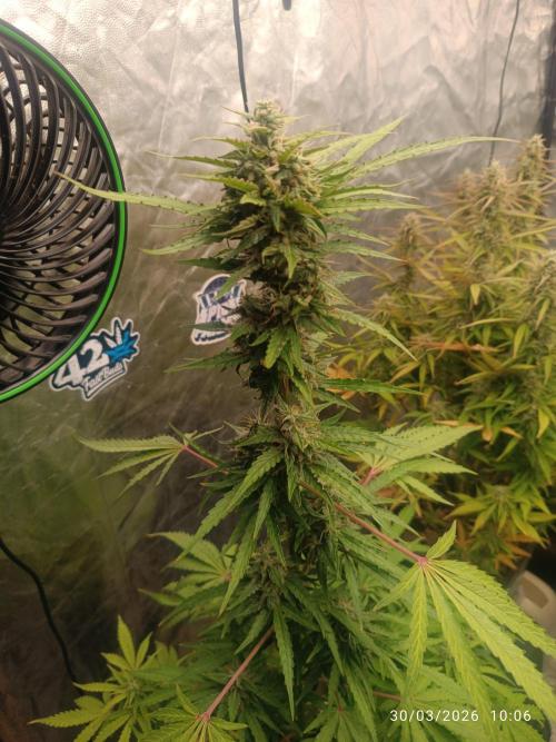 incredibile Hulk. Week 9