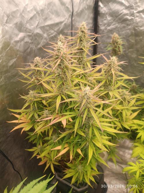 Forbidden runtz auto. Week 9