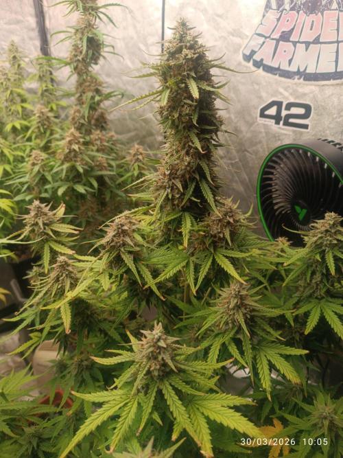 Forbidden runtz auto. Week 9
