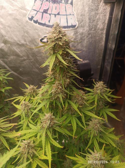 Forbidden runtz auto. Week 9