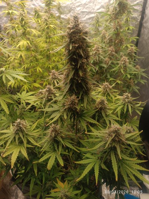 Forbidden runtz auto. Week 9