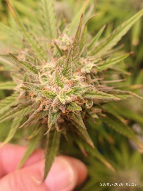 Forbidden runtz auto. Week 9