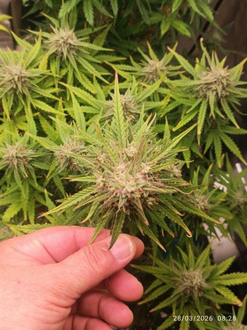 Forbidden runtz auto. Week 9