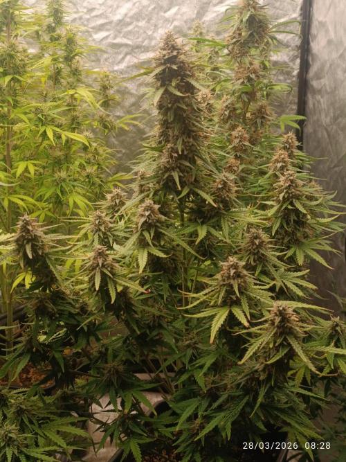 Forbidden Runtz Auto. Week 9