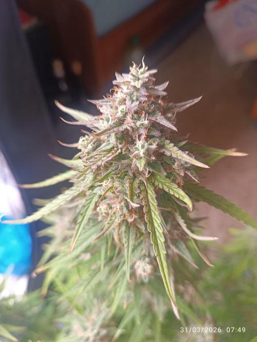Forbidden runtz auto. Week 9