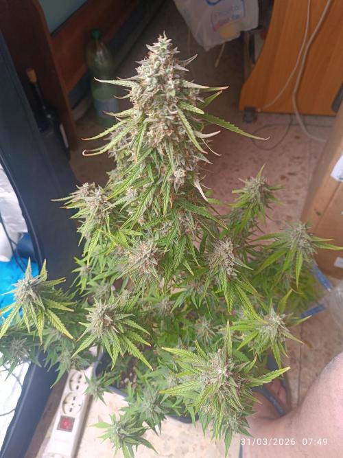 Forbidden runtz auto. Week 9