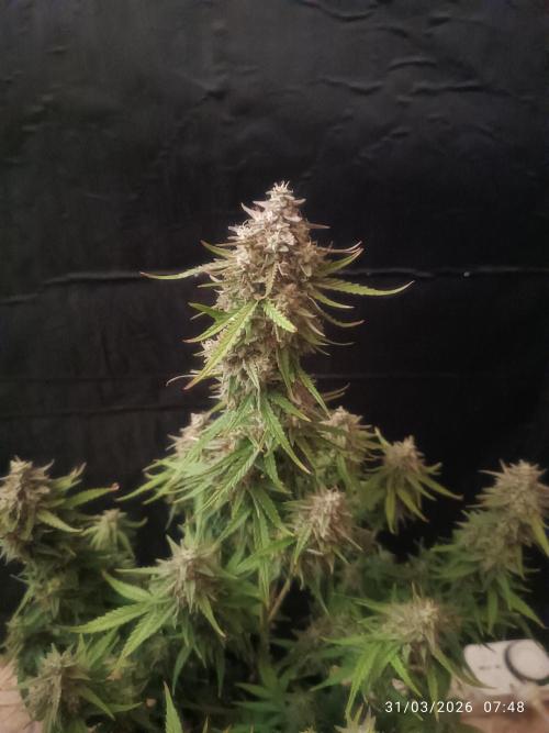 Forbidden runtz auto. Week 9