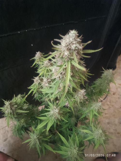 Forbidden runtz auto. Week 9
