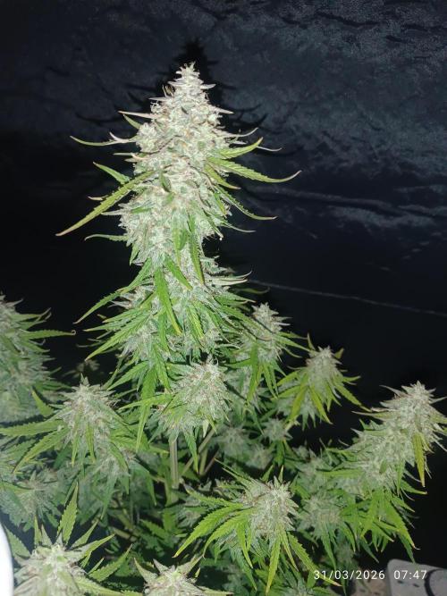Forbidden runtz auto. Week 9