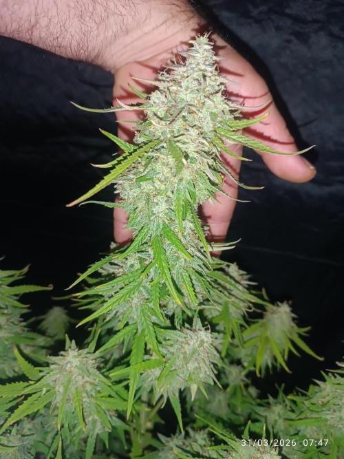 Forbidden runtz auto. Week 9