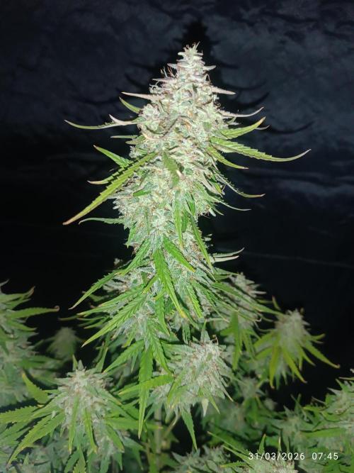 Forbidden runtz auto. Week 9