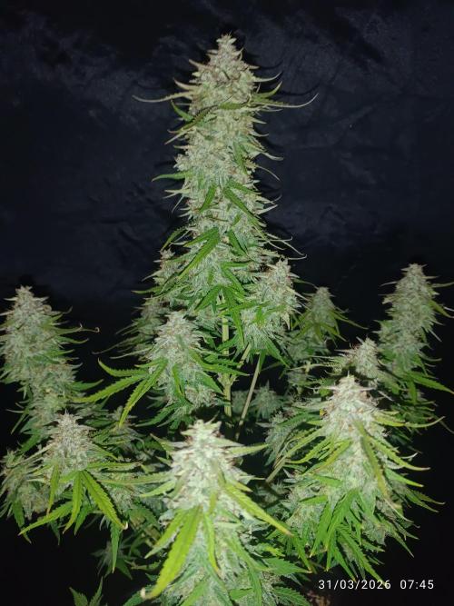 Forbidden runtz auto. Week 9