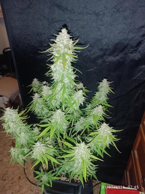 Forbidden runtz auto. Week 9