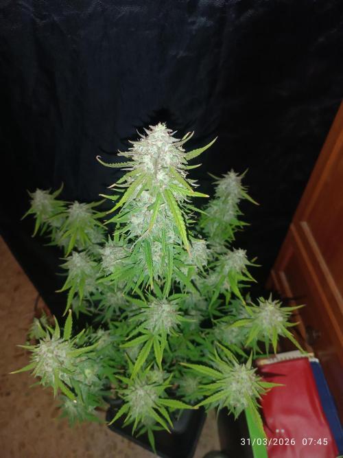 Forbidden runtz auto. Week 9