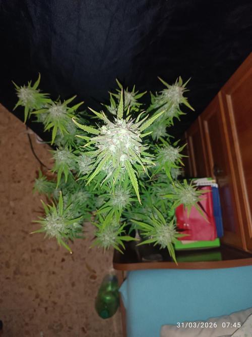 Forbidden runtz auto. Week 9