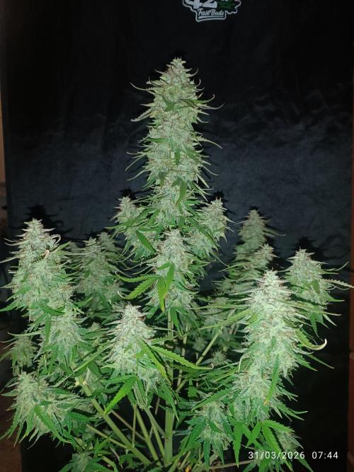 Forbidden runtz auto. Week 9