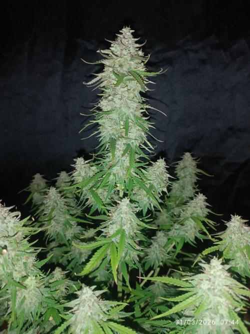 Forbidden runtz auto. Week 9
