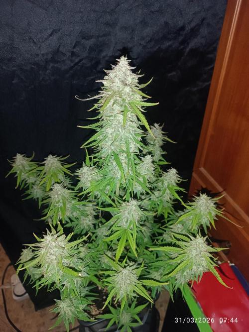 Forbidden runtz auto. Week 9