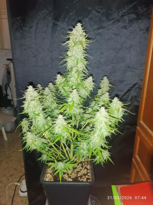 Forbidden runtz auto. Week 9