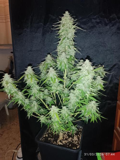 Forbidden runtz auto. Week 9