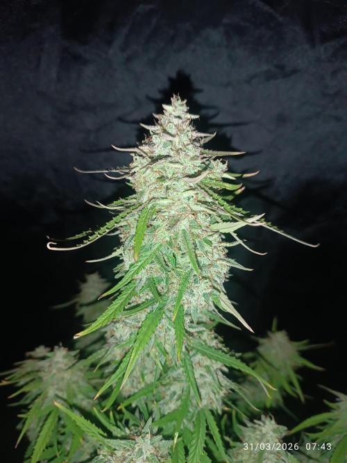 Forbidden runtz auto. Week 9
