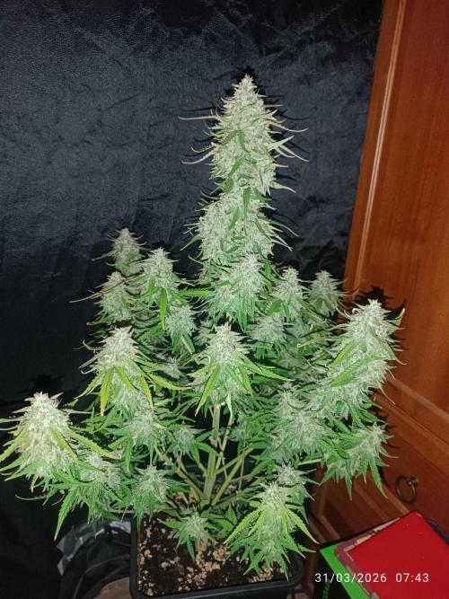 Forbidden runtz auto. Week 9