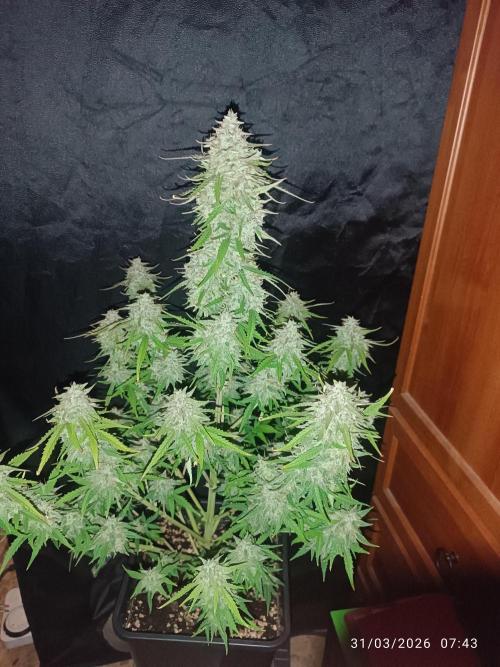 Forbidden runtz auto. Week 9
