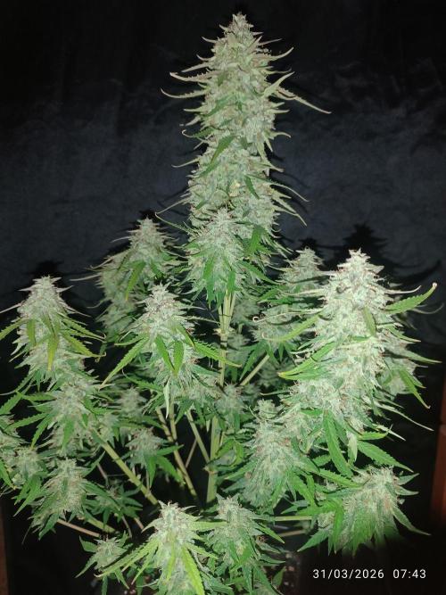 Forbidden runtz auto. Week 9